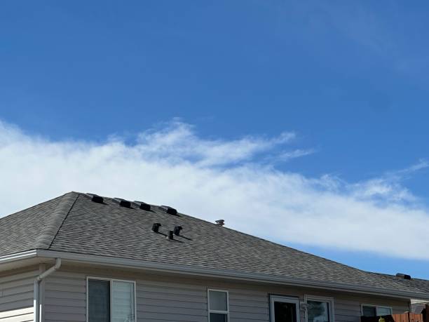 Best Roof Moss and Algae Removal  in Glencoe, MN